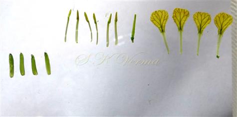  Parts of flower